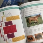 Kniha Konejšivé signály a řeč těla u koní(barevná verze)