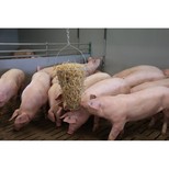 Jesle na seno kruhové s rukojetí, průměr 38 cm
