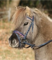 Uzdečka Unicorn modro/růžová Pony