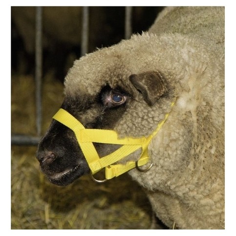 Ohlávka pro ovce a berany, nylon